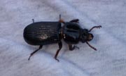 patent-leatherbeetle-r.jpg