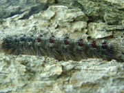 Enlarge